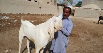 Rajanpuri Bakra Hai. Call me,+03704815729