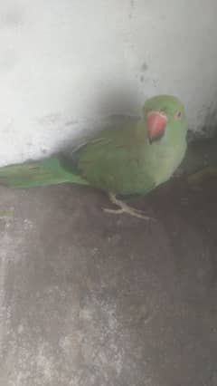 kamilkhan1234kamil