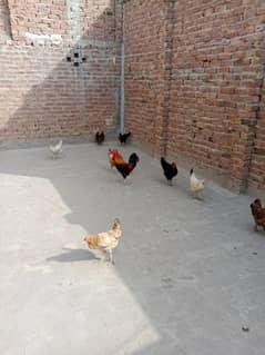 Murgiyain or murgha for sale