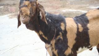2 dant ando bakra