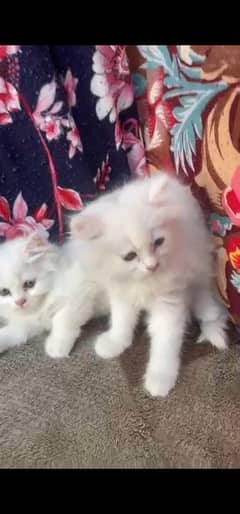 Persian
