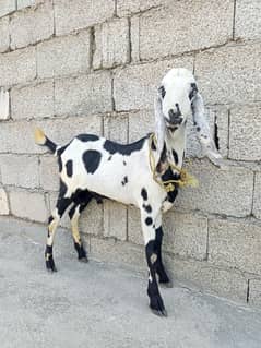 Bakra for qurbani