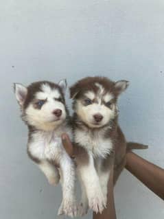 4 PUPPIES AVAILABLE 2 ARE WHITE HUSKYIES