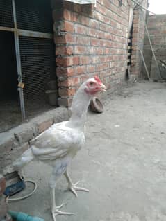03224777826 Whatsap number
