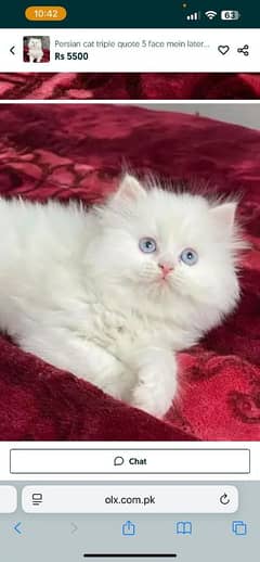 Persian cat triple quote 5 face mein later train