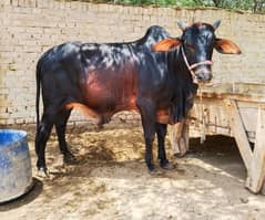 Sahiwal Vache Sahiwal Bachrhe
