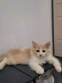 Persian kittens triple coat pair for sale contact whatsap0328 6487884