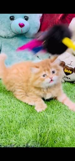 blue eyes white Persian kitten|Triple long coat |WhatsApp. 03250387943
