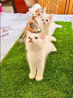 Persian kittens triple coat pair for sale contact whatsap0328 6487884