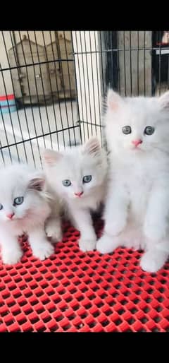 blue eyes white Persian kitten|Triple long coat |WhatsApp. 03250387943