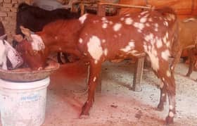 Bakra for Qurbani