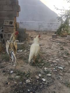 Aseel