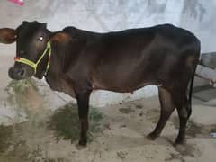 Qurbani