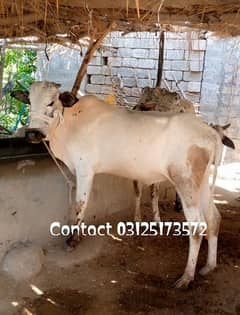 Fateh