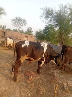 Qurbani