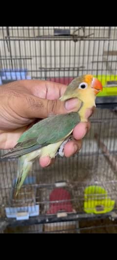 lovebirds parrot breeder pair