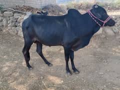 vachra for sale qurbani