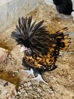 Polish and White Heavy Buff Chicks A++ Quality | Black Polish |