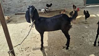 Bakri qurbani ka liya (path)
