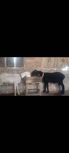 Desi Mundra chatra