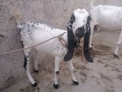 for sell