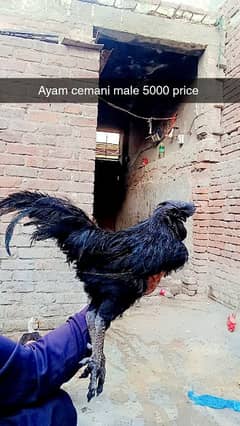 ayam cemani or golden mishri bi hai male female hai 03200/4058/96