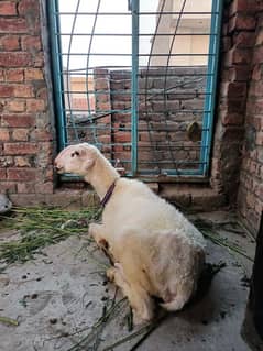 Qurbani sheep