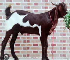 Qasab avalable for first time