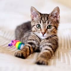 Two male and female cats pair around 3 months