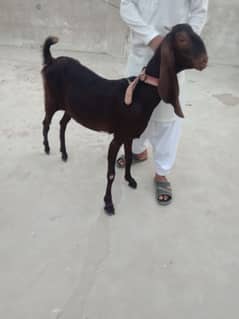 pure kamori bakri