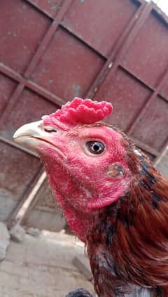 Long height Thai pakoye Male