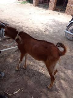 age 1year8month hai 2dant hai desi Bakra hai