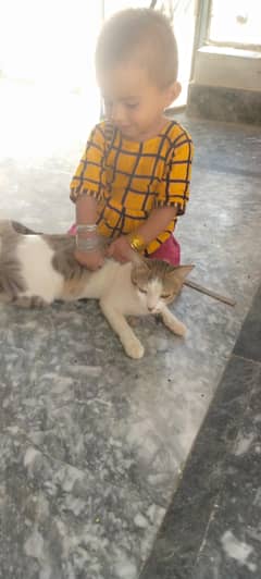 kitty