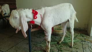 donda khasi bakra for eid sale rajan pori heighted
