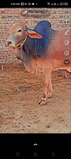 Big bull for sale for qurbani karachi bypass mandi