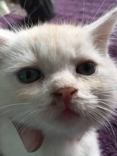 Adorable,