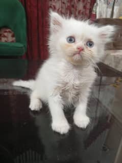 white persian kittens |fluffy | triple coat | kittens For Sale