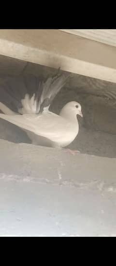 black tail laky for sale loc jand