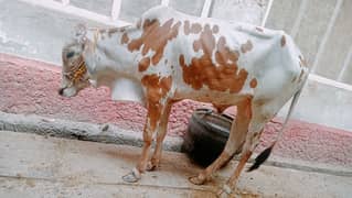 qurbani 2025 in reasonable price 03356245307 03336352827 WhatsApp num