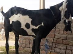Desi