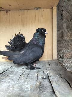 Indian Funtail Breeder Pair With Chick