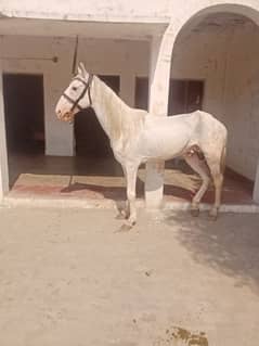 breeder ghora 03404554302 what's app