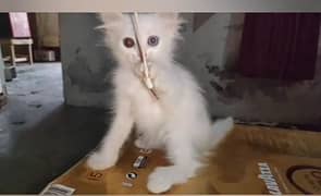 persian kitten