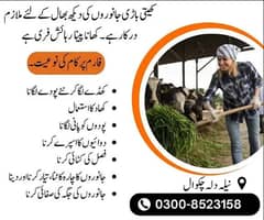 چکوال میں کھیتی باڑی جانوروں کی دیکھ بھال. تنخواہ 30000