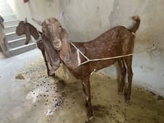 Bakra jorri for qurbani