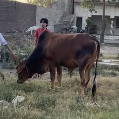 Bull