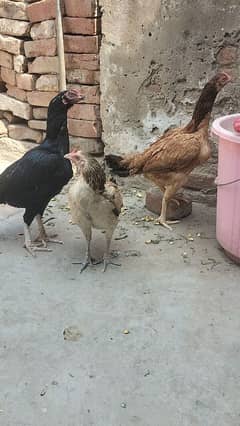 Aseel / Hens / murgiyan
