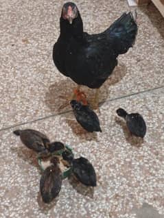 hen
