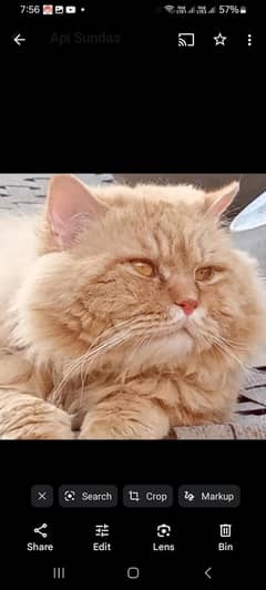 ginger