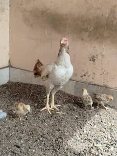 Beautiful Aseel Female and 3 bachy